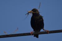 Sturnus vulgaris