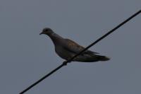 Streptopelia turtur