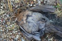Turdus merula