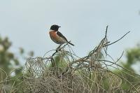Saxicola rubicola