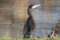 Phalacrocorax carbo