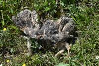 Tyto alba