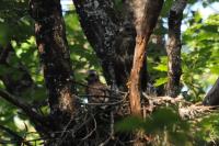 Buteo buteo