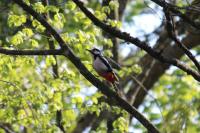 Dendrocopos major