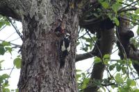 Dendrocopos major