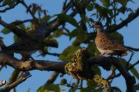 Streptopelia turtur