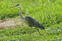 Ardea cinerea