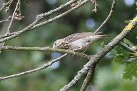 Anthus trivialis