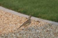 Turdus viscivorus