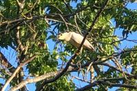 Nycticorax nycticorax