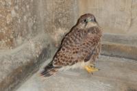 Falco tinnunculus