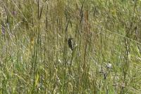 Cisticola juncidis
