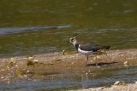 Vanellus vanellus