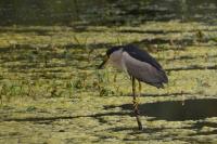 Nycticorax nycticorax