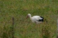 Ciconia ciconia
