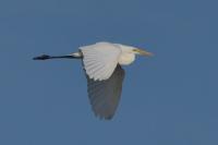 Ardea alba