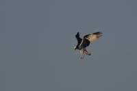 Pandion haliaetus