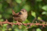 Troglodytes troglodytes