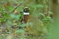 Phasianus colchicus