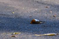 Erithacus rubecula