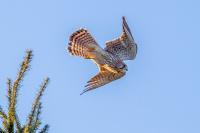 Falco tinnunculus