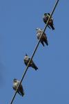 Sturnus vulgaris