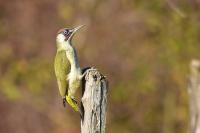 Picus viridis