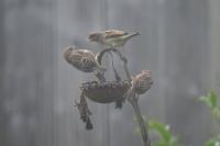 Passer domesticus