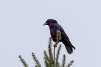 Corvus corone