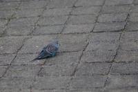 Melopsittacus undulatus