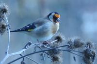 Carduelis carduelis