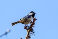 Periparus ater