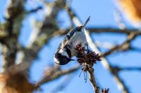 Periparus ater