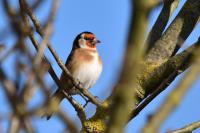 Carduelis carduelis