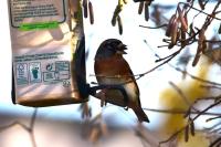 Fringilla montifringilla