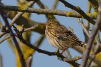 Anthus pratensis