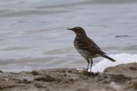 Anthus spinoletta