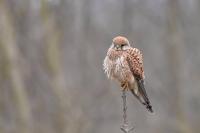 Falco tinnunculus