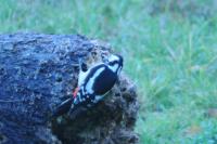 Dendrocopos major