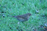 Turdus philomelos
