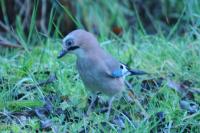 Garrulus glandarius