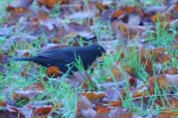Turdus merula