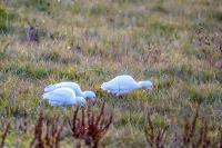 Bubulcus ibis