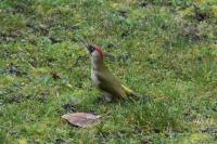 Picus viridis