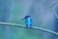Alcedo atthis
