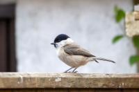 Poecile palustris