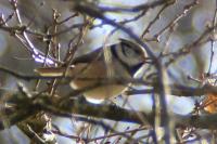 Lophophanes cristatus