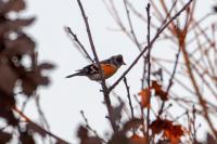 Fringilla montifringilla