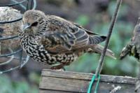 Sturnus vulgaris