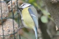 Cyanistes caeruleus